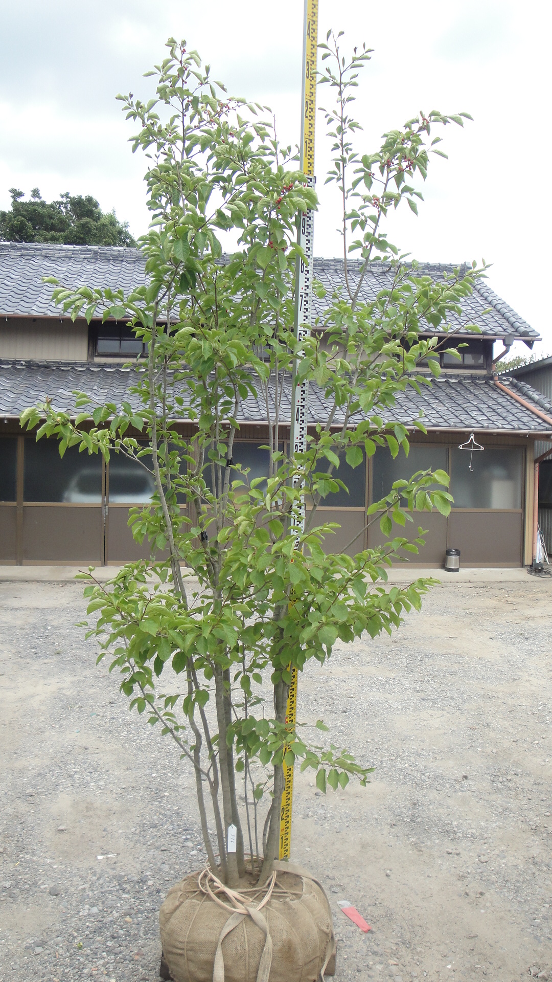 アオハダ（株立ち・実付き） 入荷情報 516 | 松樹園緑化