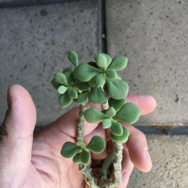 Tylecodon bodleyae チレコドン ボドレイアエ