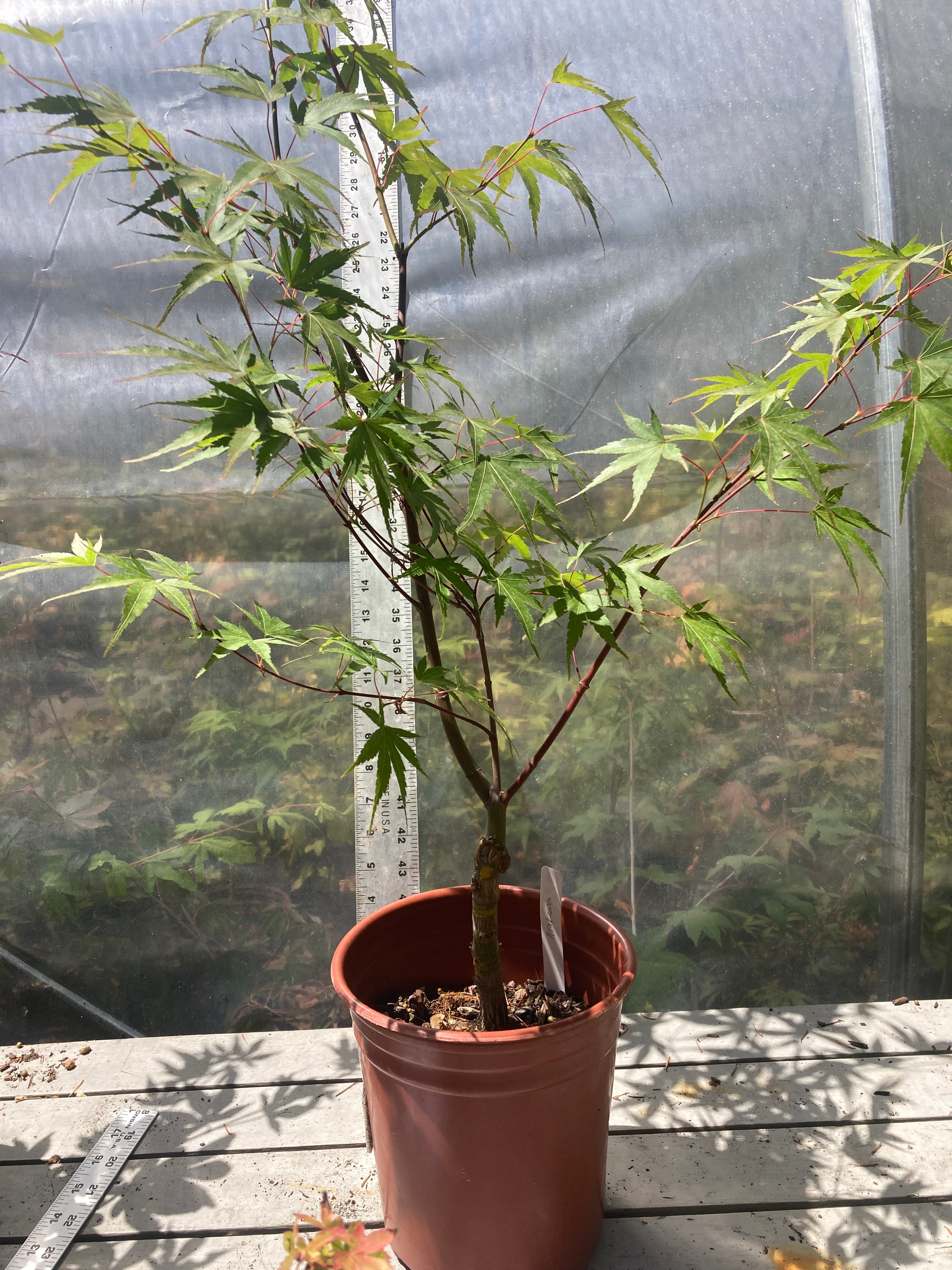 Arakawa Rough Bark Maple - Pre-Bonsai 3-4 Yr (#311) – Mendocino