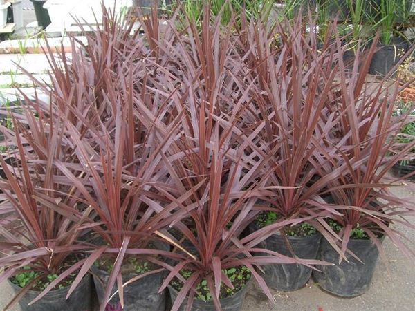 コルディリネ．オーストラリス(ドラセナ,ニオイシュロラン） | みずほ