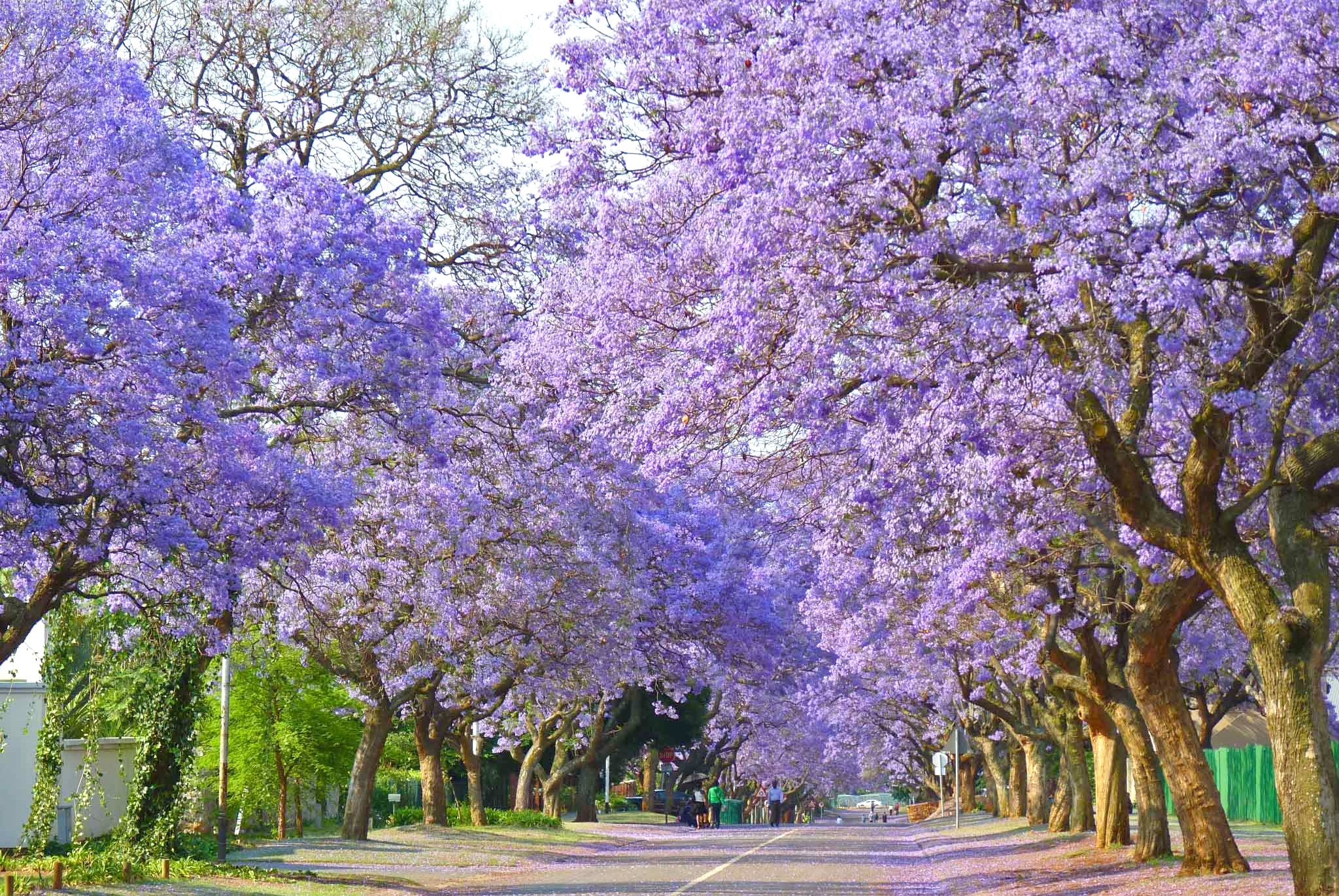 我が家にも「熱帯の桜・ハカランダ」！ 森のかけら ｜ 大五木材