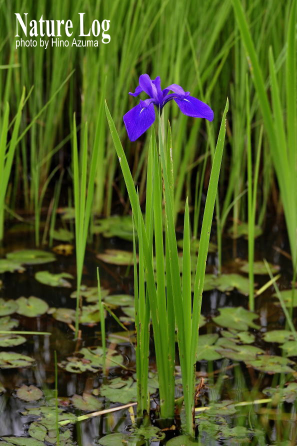 植物記416【カキツバタ】