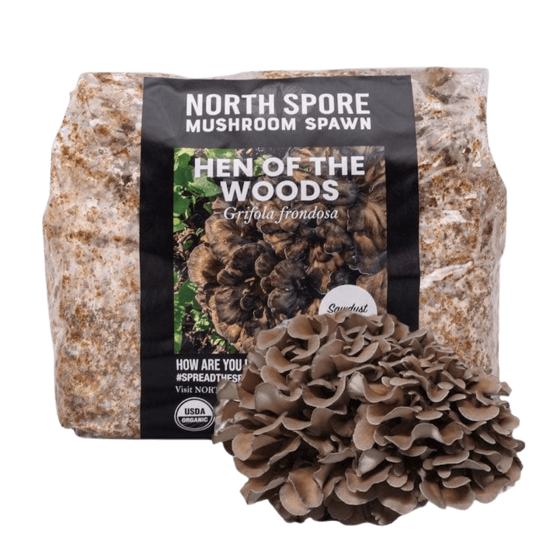 Organic Hen of the Woods (Maitake) Mushroom Sawdust Spawn – North