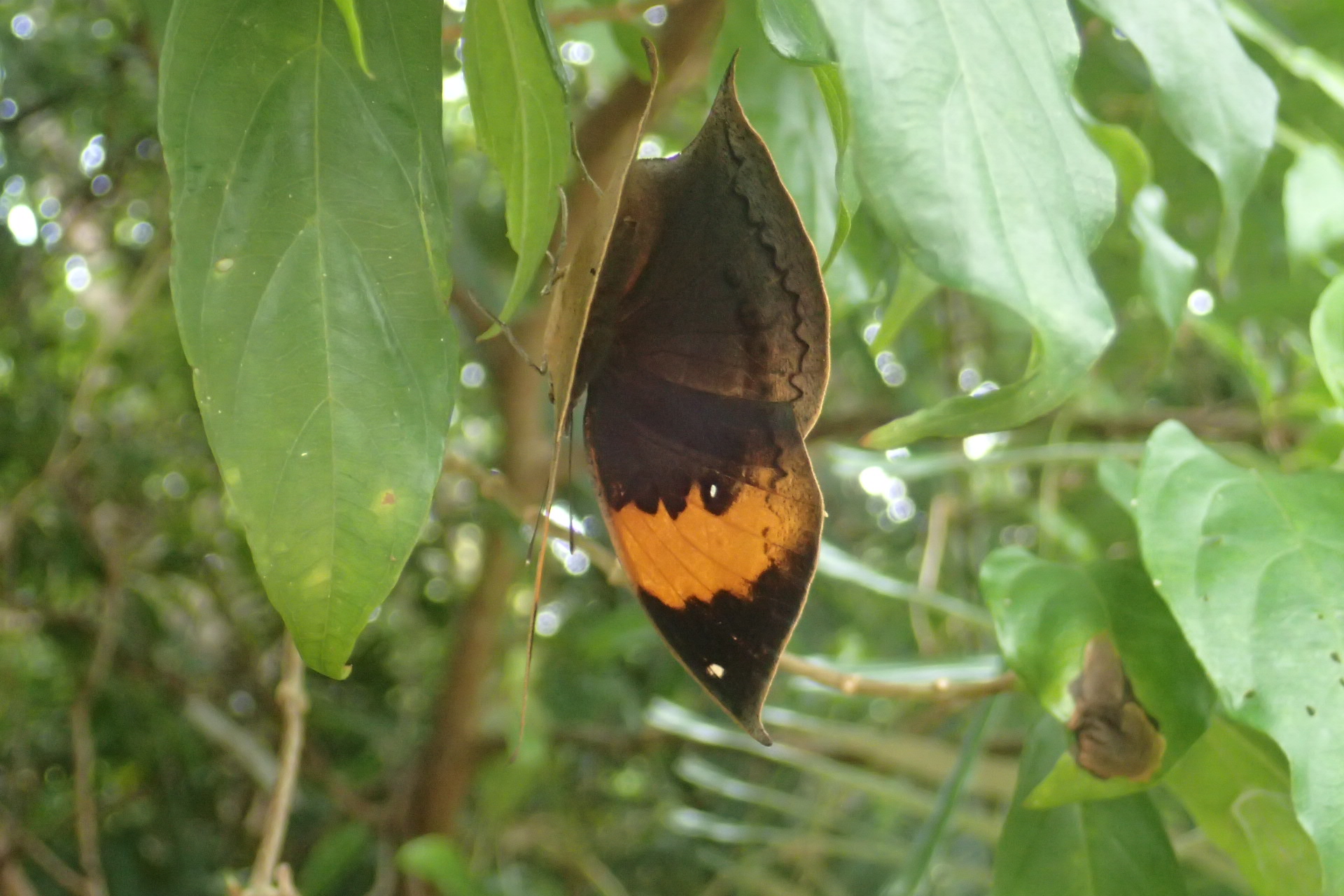 沖永良部島のコノハチョウ＾＾（2018.6.17）