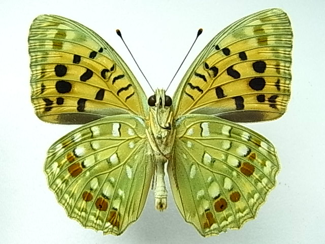 オオウラギンヒョウモンのデカ♂（2012.7.17）