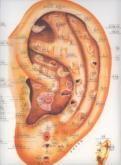 三景、東洋医学で自然な健康生活を: 経穴掛図