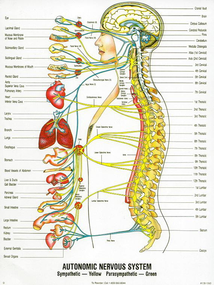 カイロプラクティック ORANGE Chiropractic