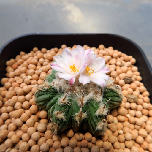 サボテン 花籠の花は突然に…【アズテキウム】 - まほろば : チャオの