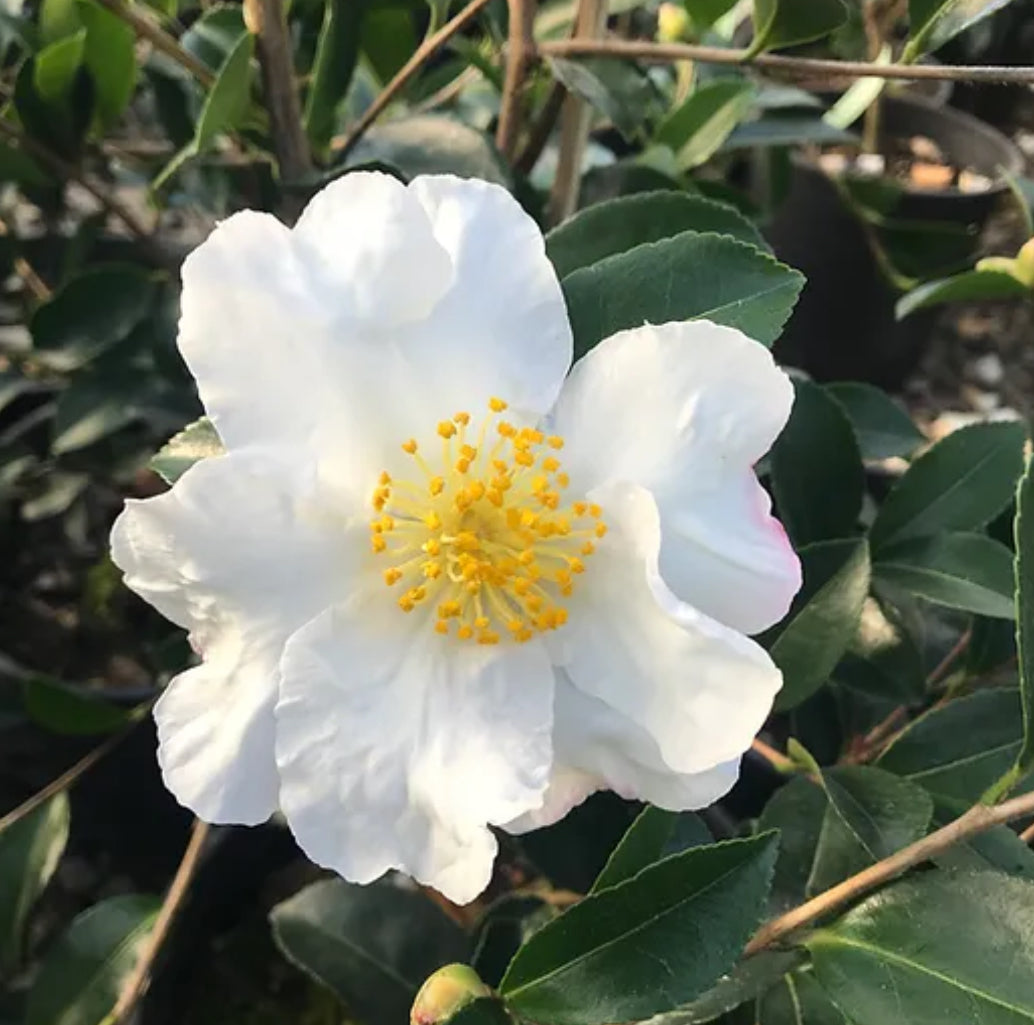 RETAIL - Camellia sasanqua 'Setsugekka' – Cistus Nursery