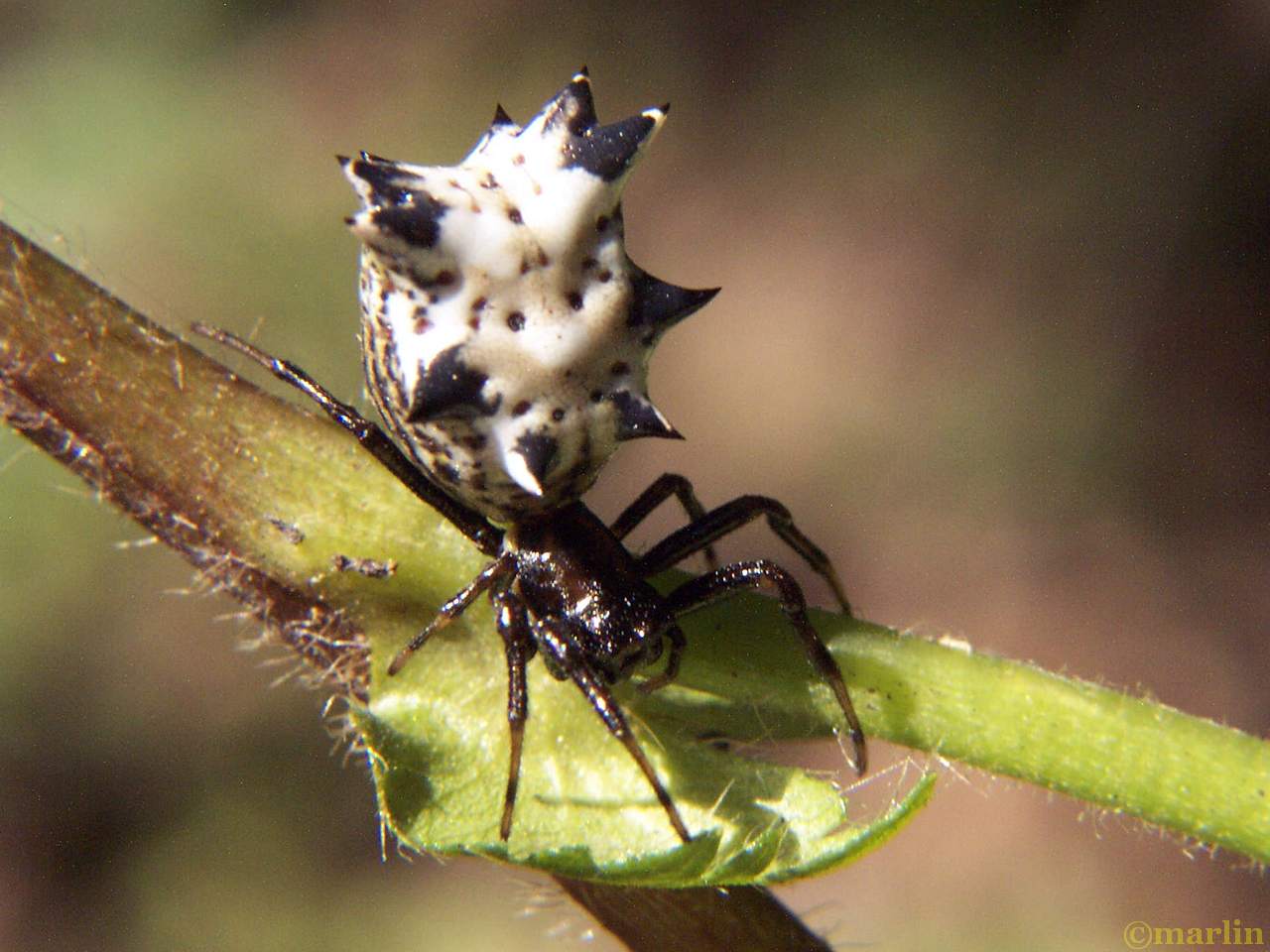 Spined Micrathena Spider - North American Insects & spiders