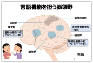 社会的認知機能 | 認知機能とは | 認知機能の見える化プロジェクト