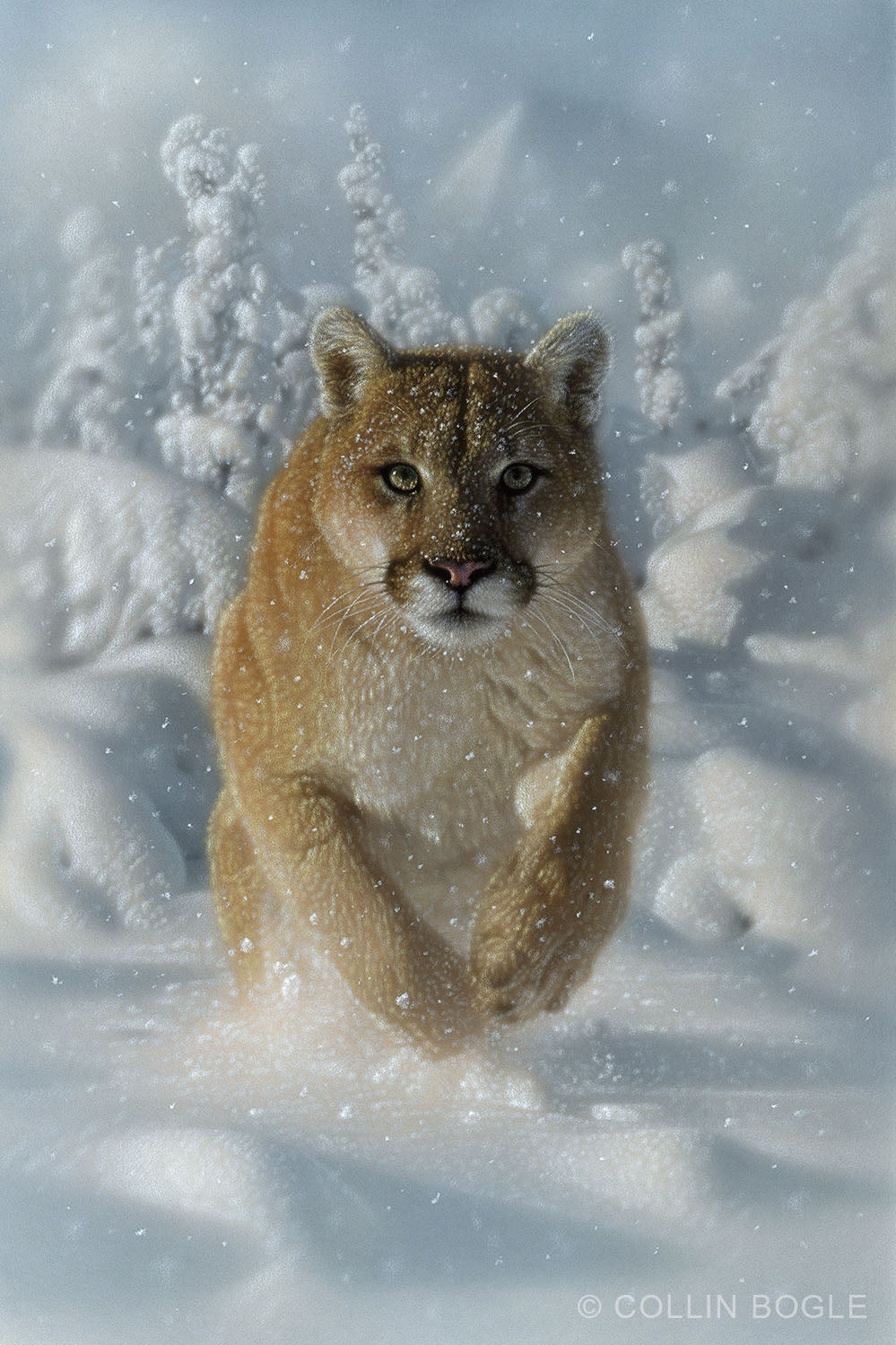 Frozen Fury, Cougar Painting, Hand Signed Mountain Lion Art Print