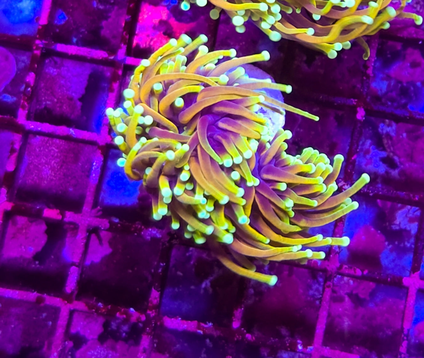 WYSIWYG 2 heads Hellfire Torch coral new | Shipwreck Cove Corals