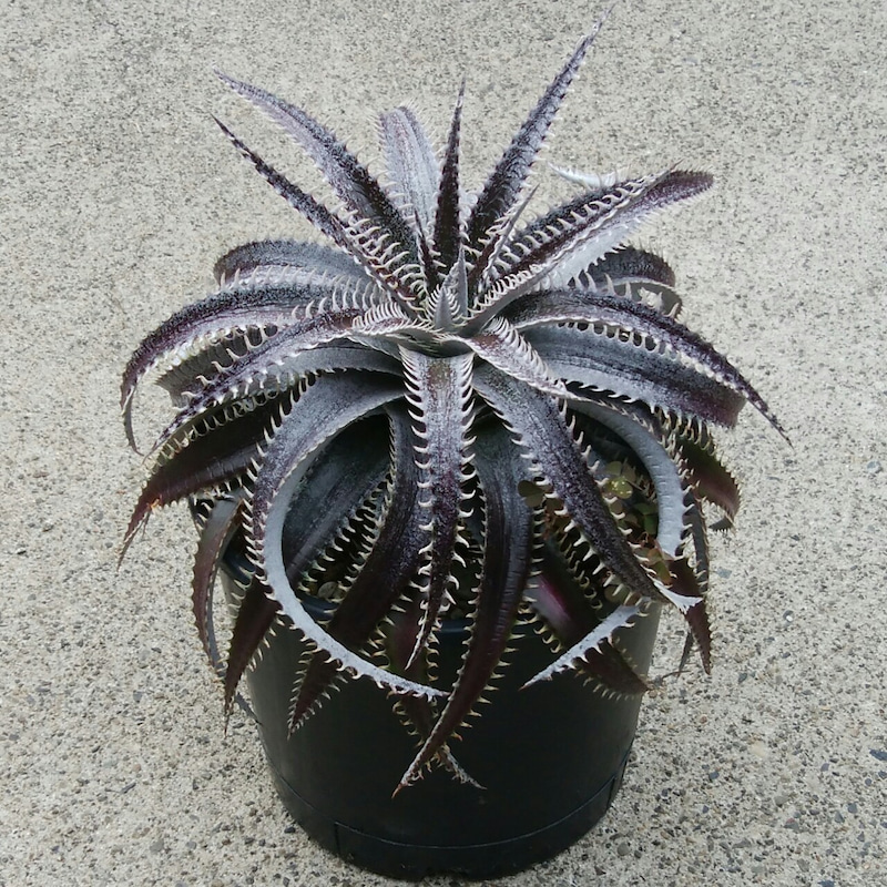 ディッキア成長記録：ディッキア・ビルベイカー（Dyckia 'Bill Baker