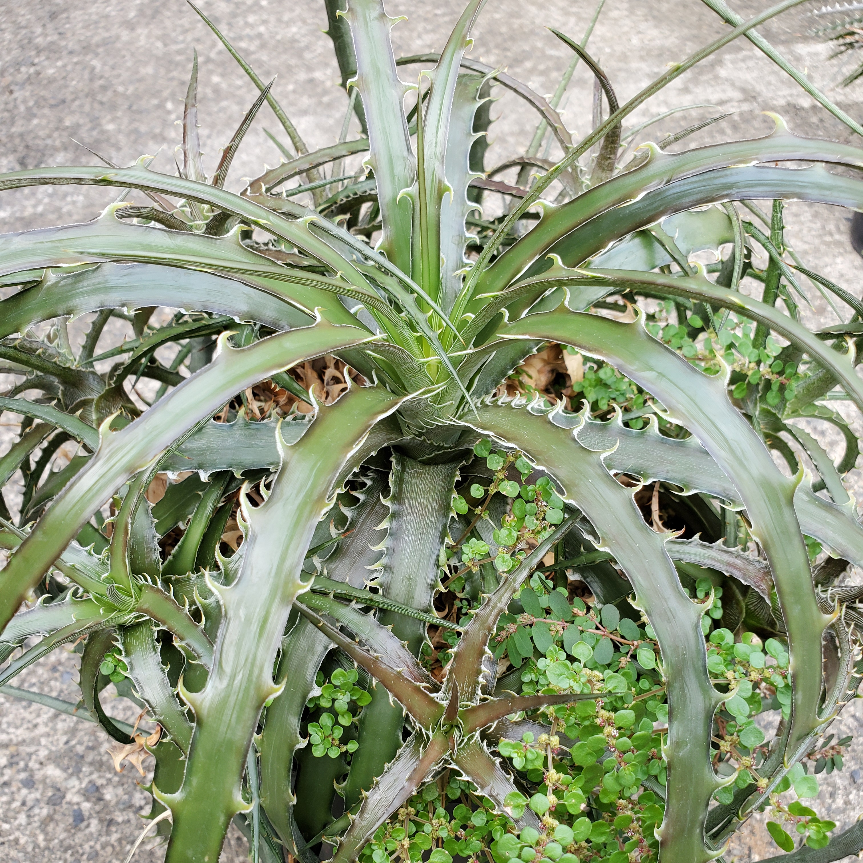 ディッキア×エンコリリウム：Dyckia goehringii x Encholirium