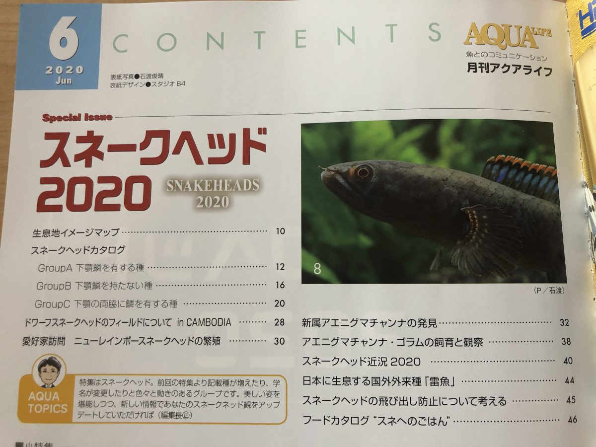 2020アクアライフ6月号は買い！】スネークヘッド特集！内容の濃さに