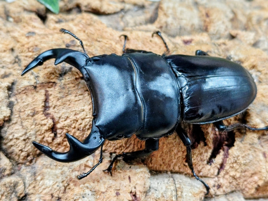 2026.2.1.新入荷!! – クワガタムシ・カブトムシ昆虫専門店COLORS