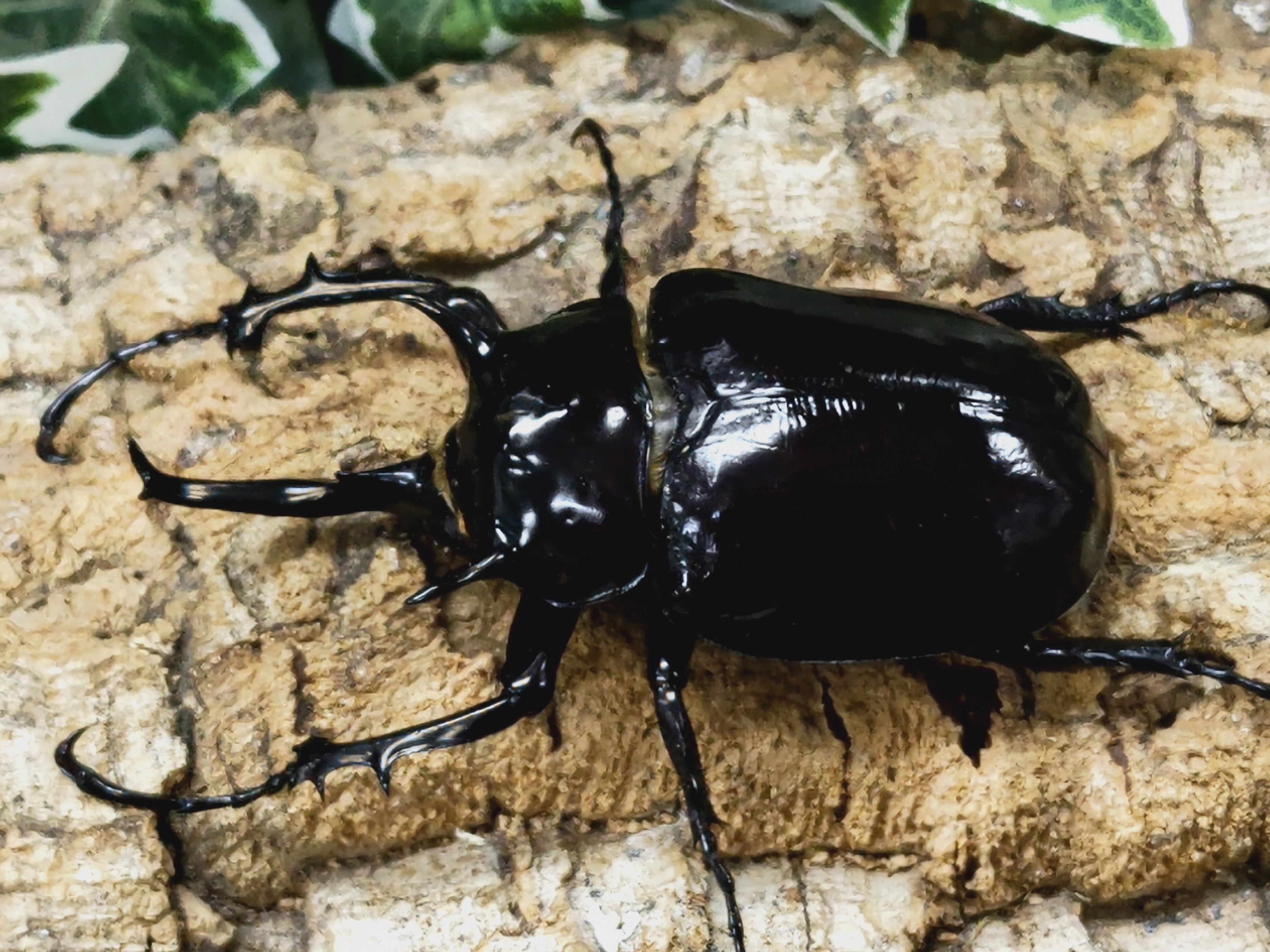 2309140001_100.jpg?v=1694427635