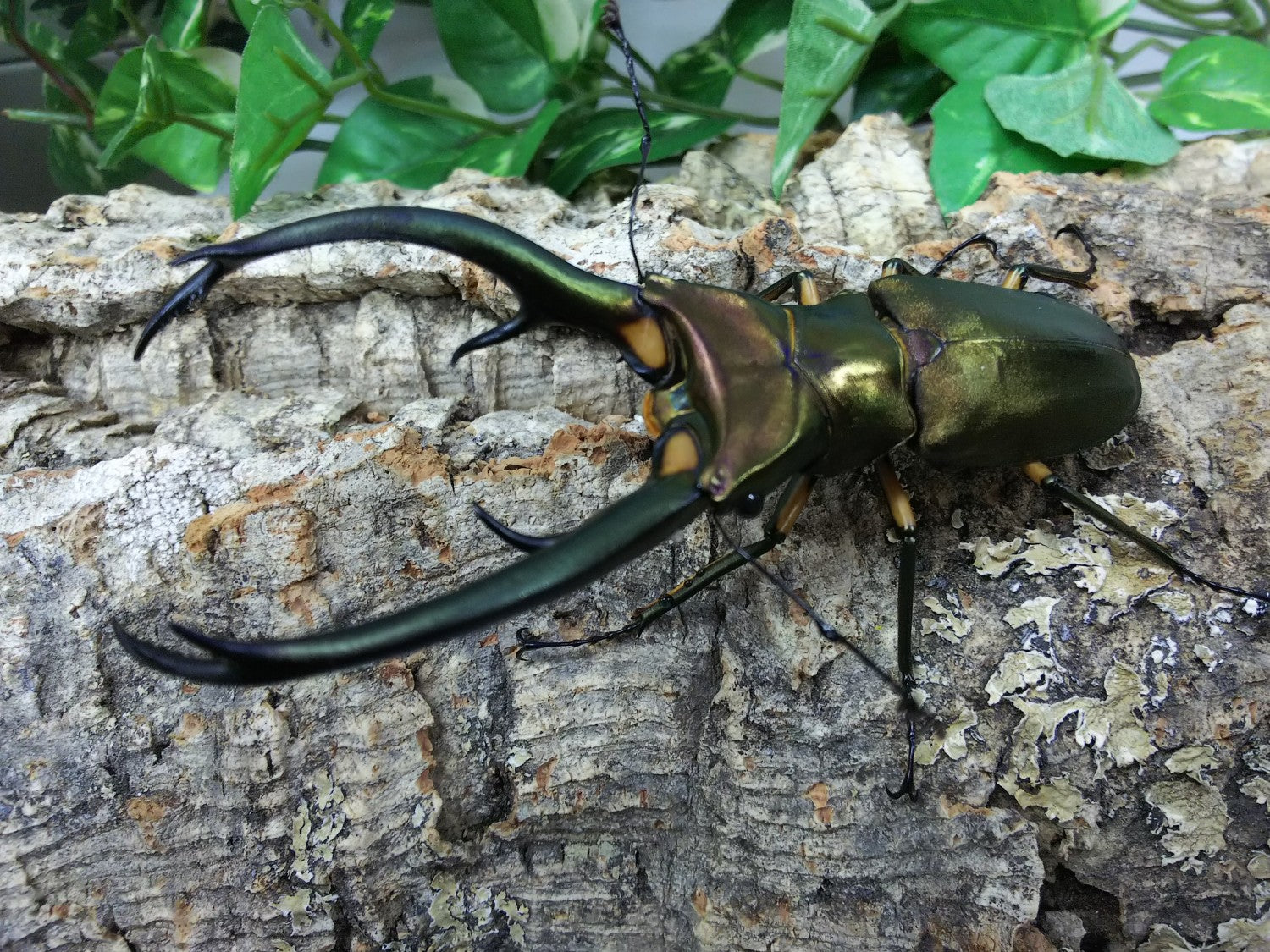 エラフスホソアカクワガタ – クワガタムシ・カブトムシ昆虫専門店COLORS