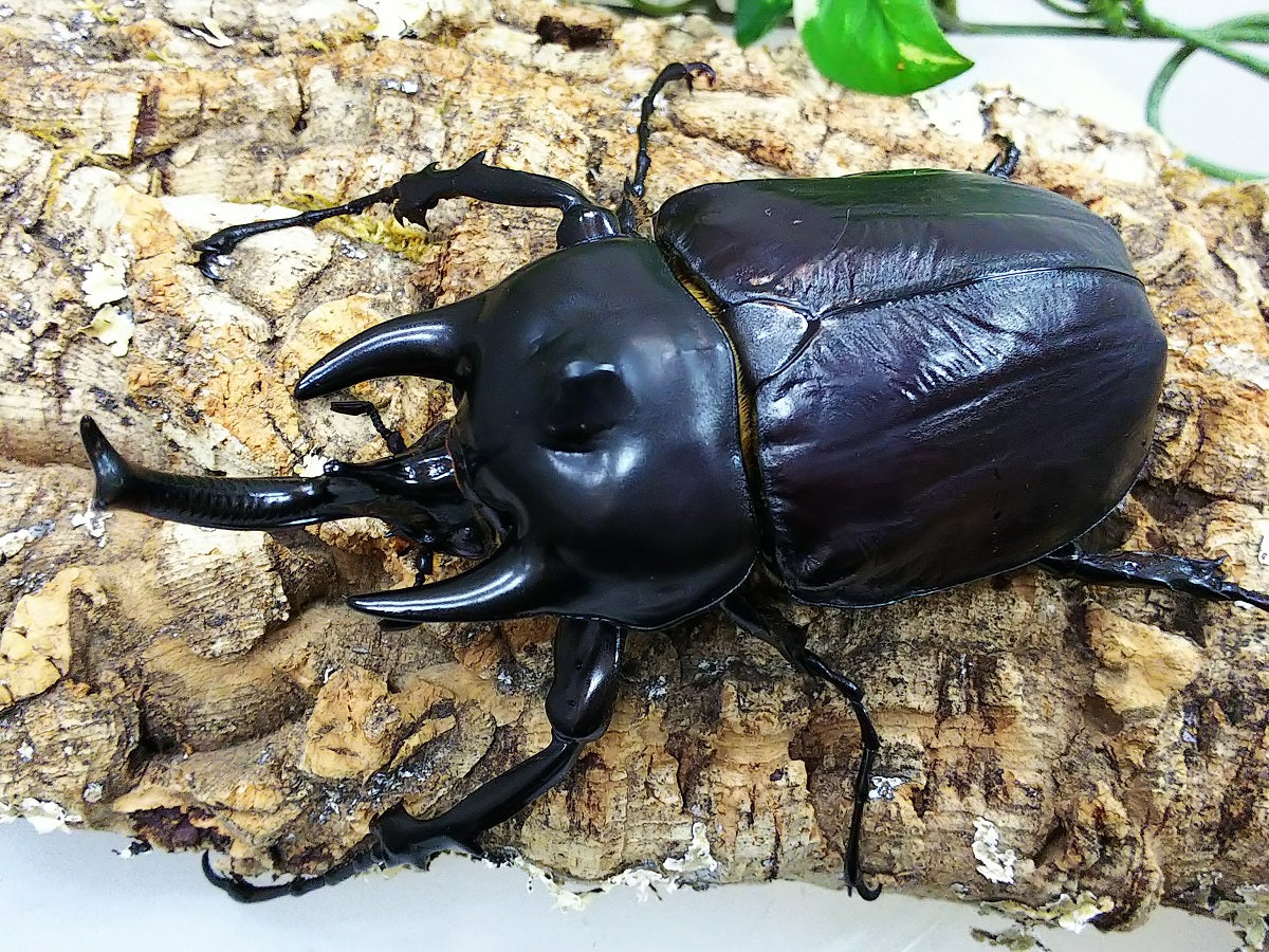 外国産カブト3種 標本 ネプチューン リッキー レックス（旧アクティ