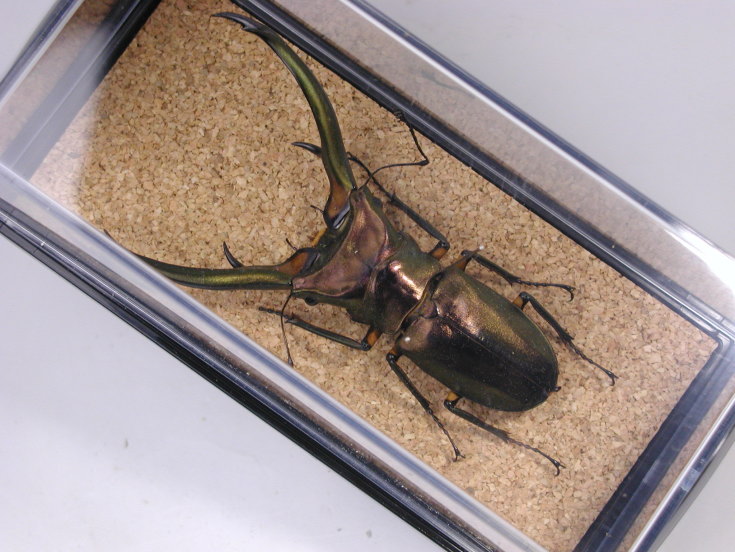 昆虫標本セット 標本コレクターズケース|イークワドットコム