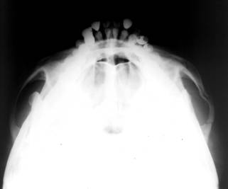 普及させたい撮影法：教科書や撮影技術本に掲載して欲しい撮影法