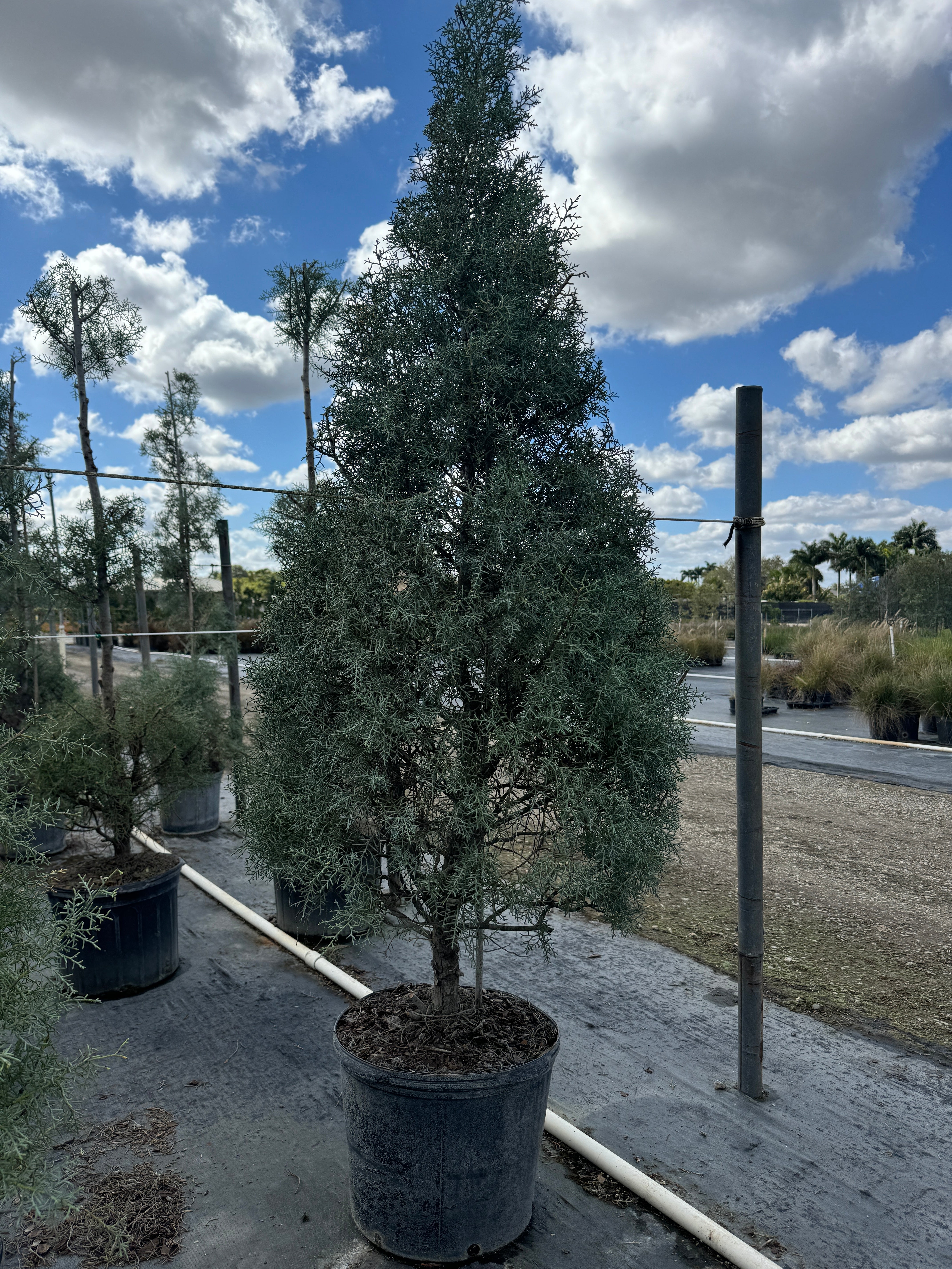 Carolina Sapphire Tree Form Arizona Cypress | Eureka Farms