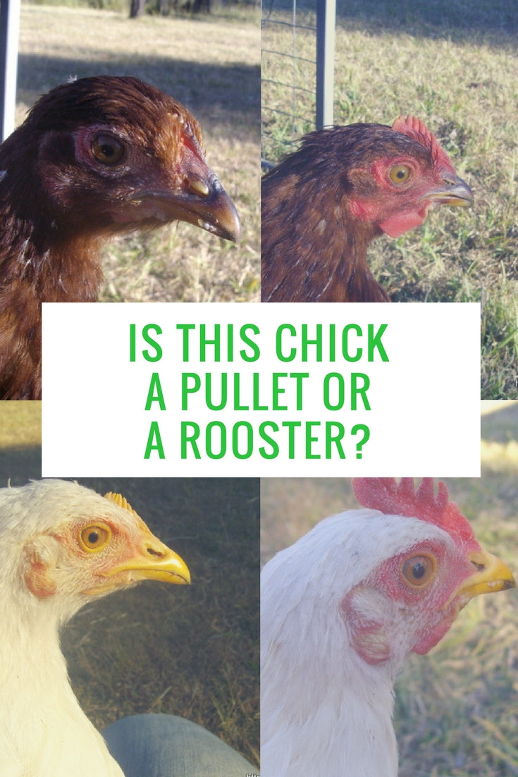 Determining the gender of young chickens: are those chicks hens or
