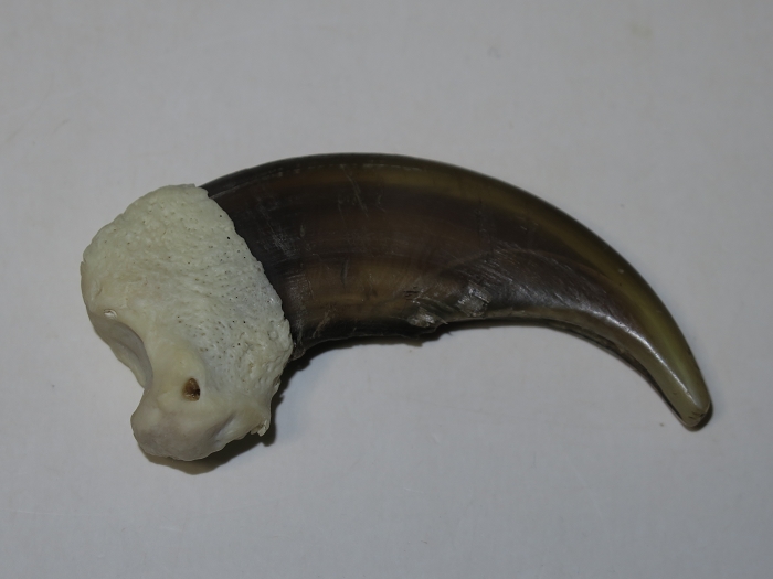 バケモノ級超特大エゾヒグマ羆爪（熊爪） – 株式会社 明月