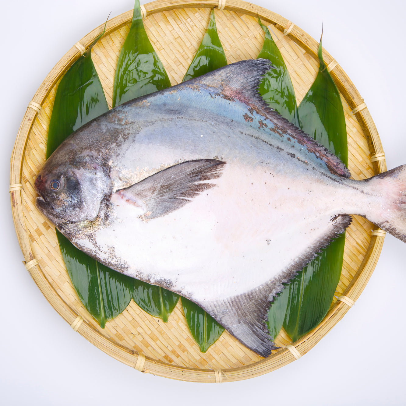 Silver Pomfret (Managatsuo) 日本䱽魚/鯧魚– Fukuya Foods