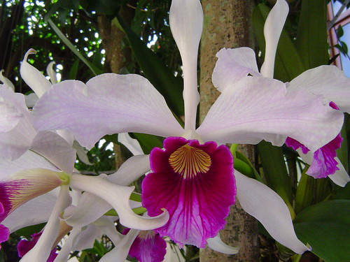 Laelia Orchid Species - Cattleya Source