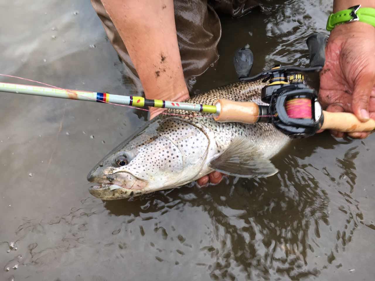 CANARIA68ML(カナリア68ML) - Fin‐ch