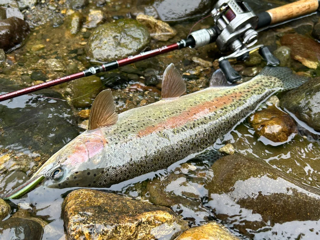 現役釣具店スタッフが解説】元祖渓流ベイトロッド「ブランシエラ