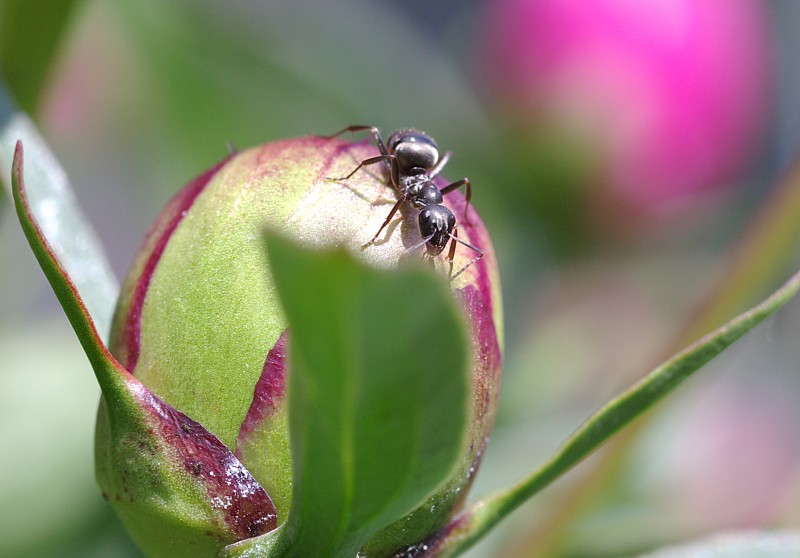 EBC Fujinon Macro 55 f/3.5