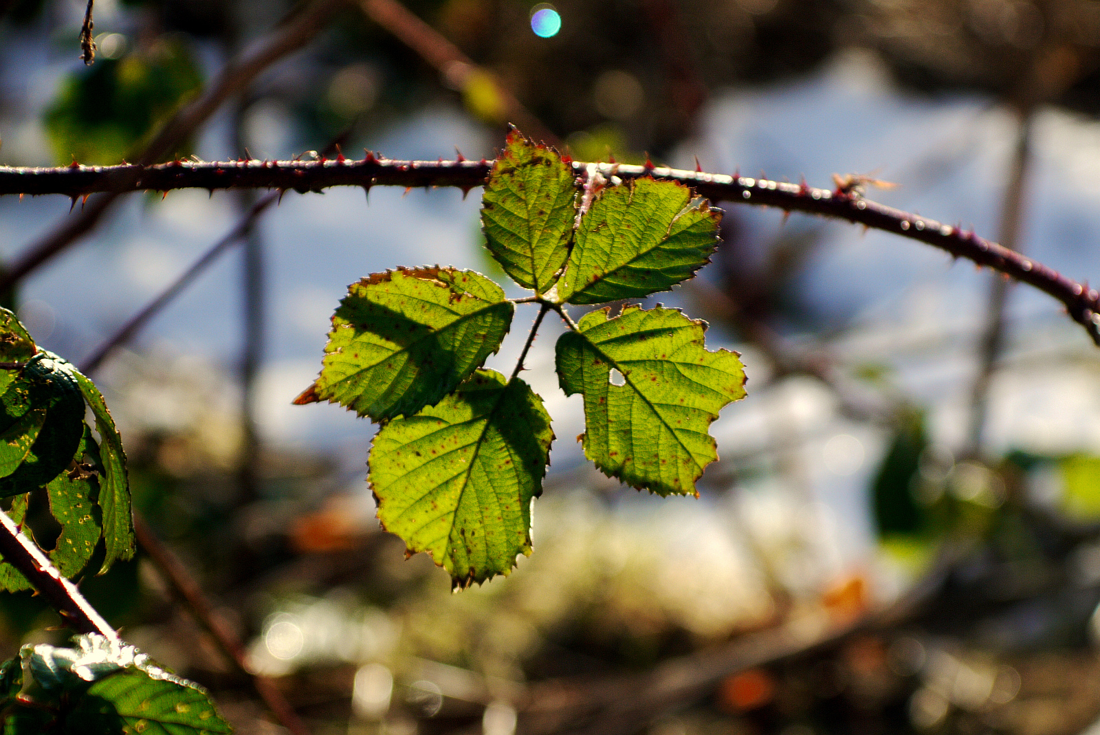 Canon Serenar 100mm f4
