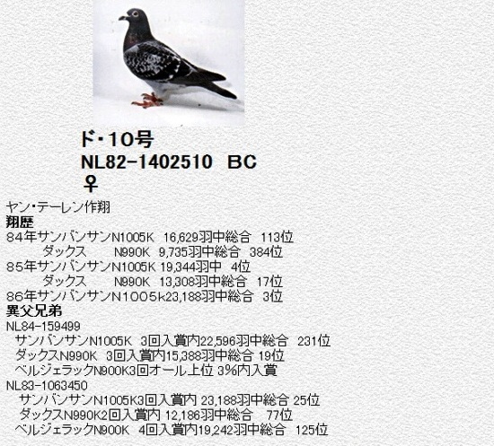 代表種鳩 - 静岡のレース鳩仲間のHP