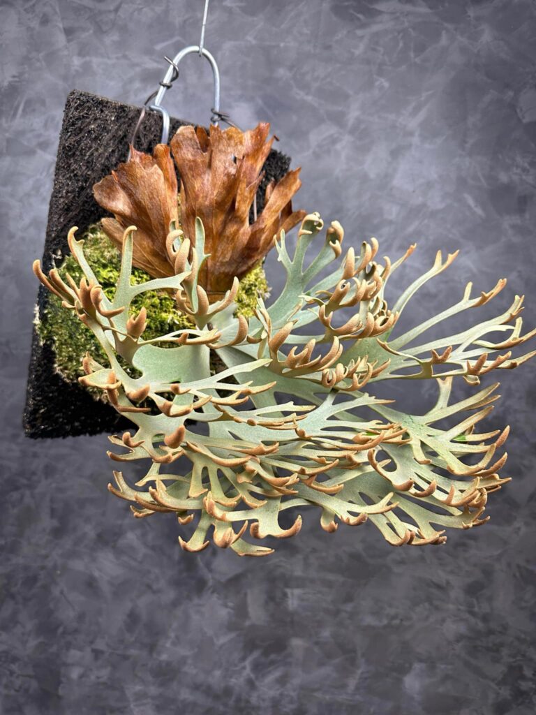 Frontier Plants】ビカクシダ・ウィリンキー・OMG Platycerium