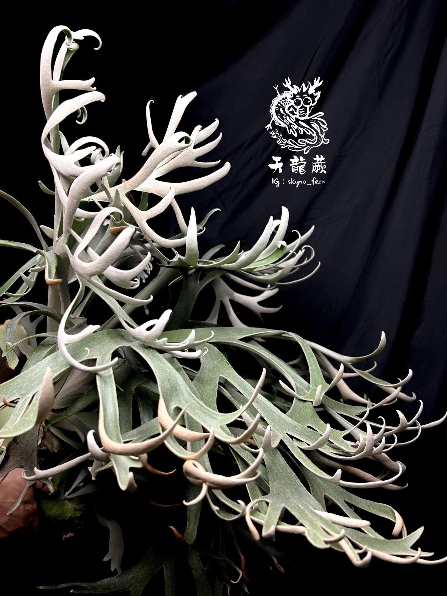 Frontier Plants】5月24日販売予定のビカクシダの価格と画像を紹介