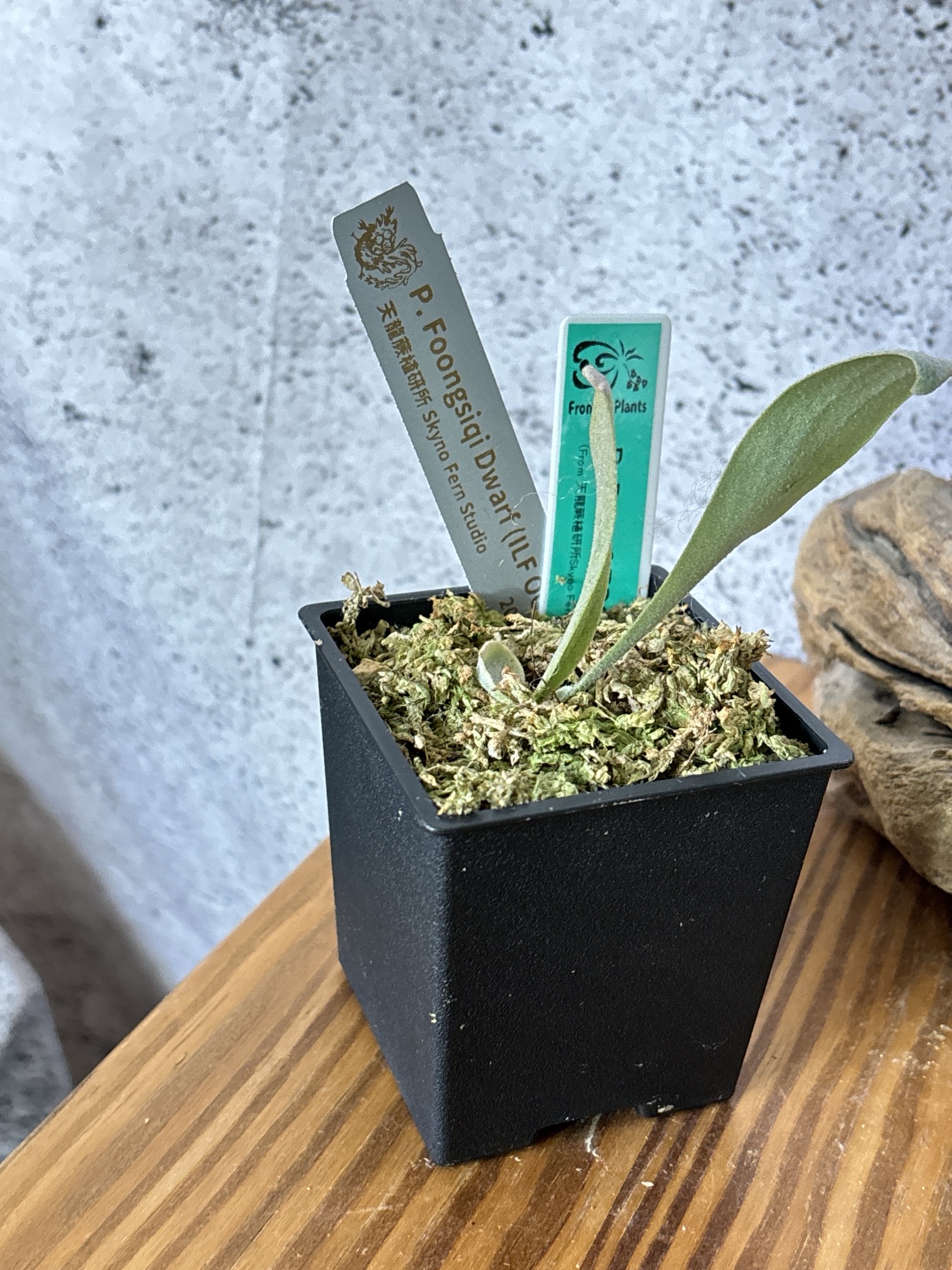 Frontier Plants】5月24日販売予定のビカクシダの価格と画像を紹介