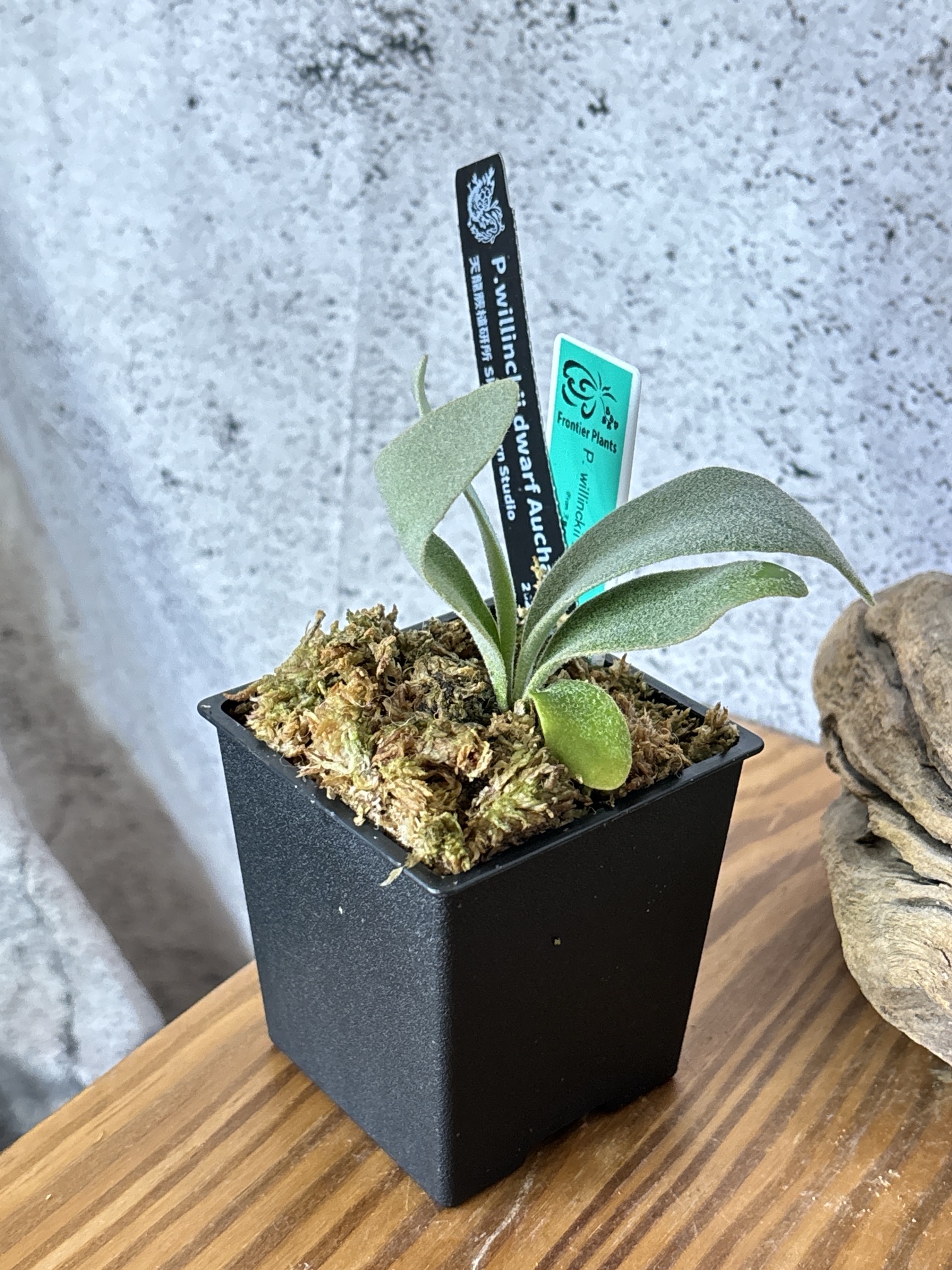 Frontier Plants】5月24日販売予定のビカクシダの価格と画像を紹介