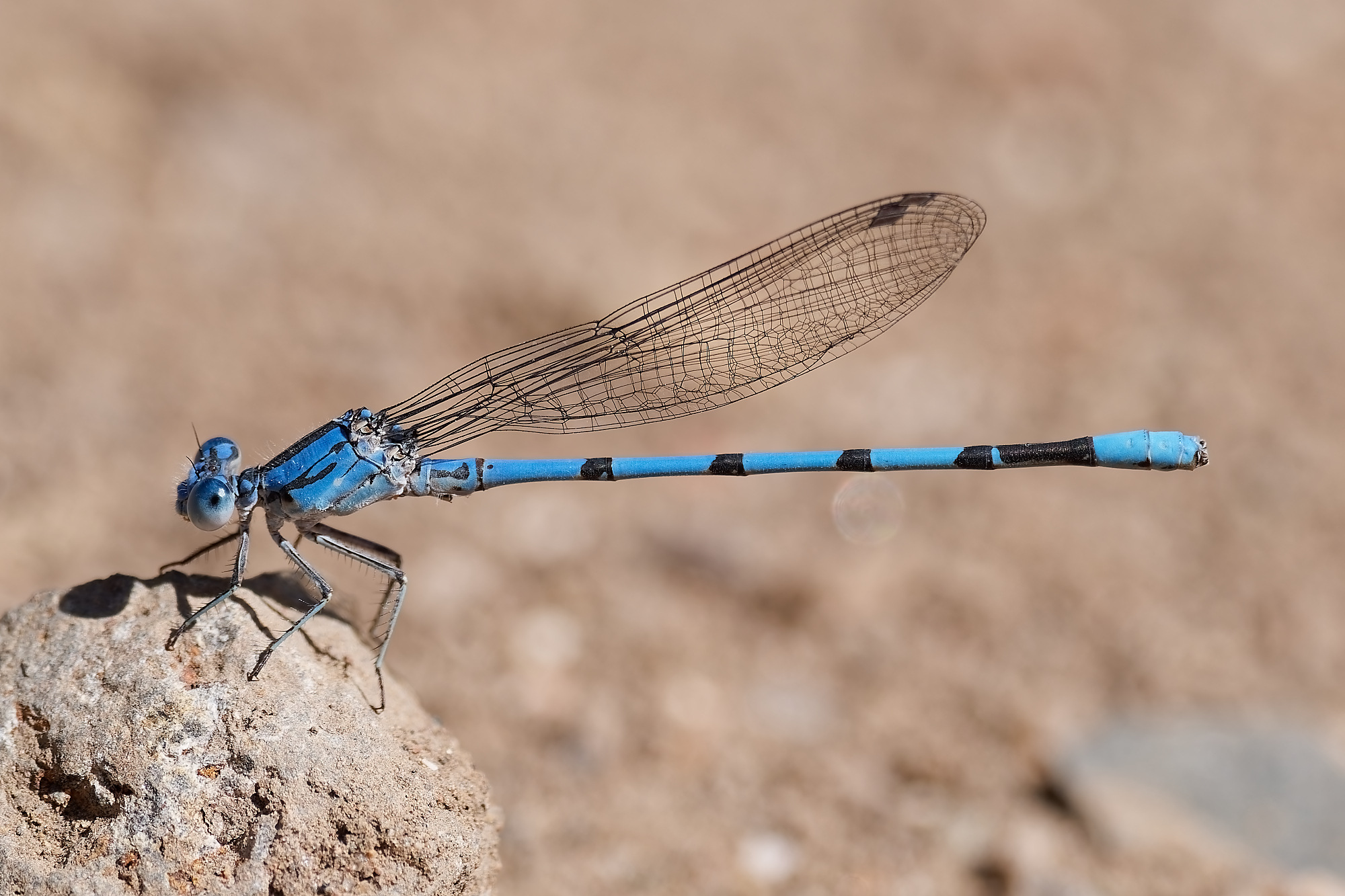 California Dancer | Arizona Dragonflies