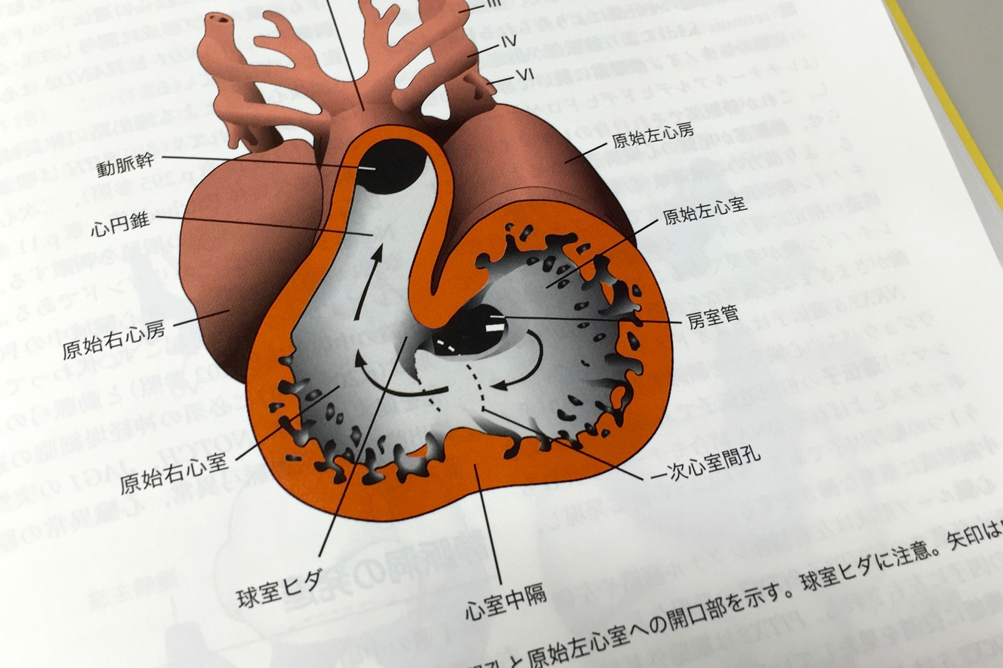 ラングマン人体発生学 第12版（原著第15版） / Anatomy 今日も明日も