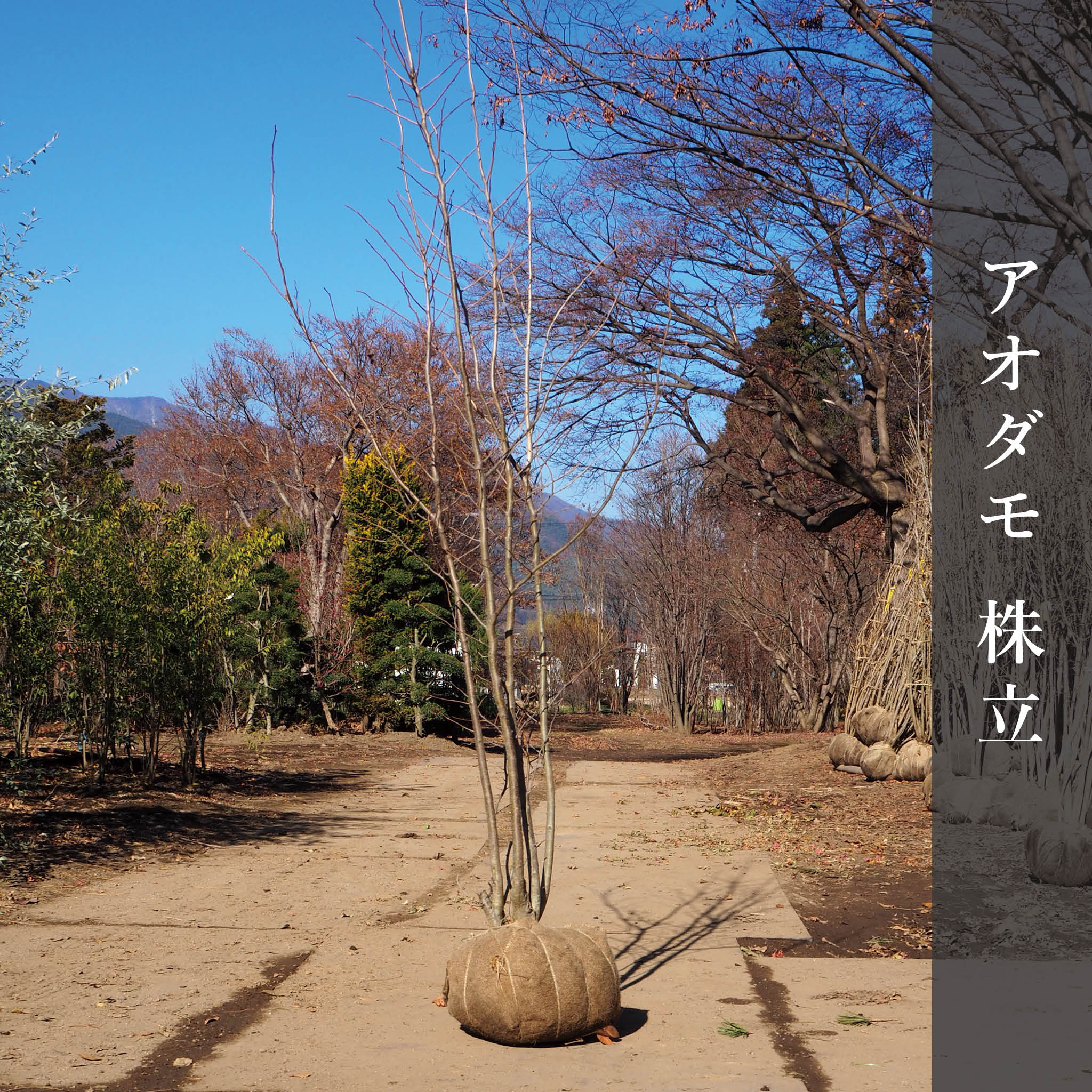 アオダモ（株立） 3m – 安藤苗圃