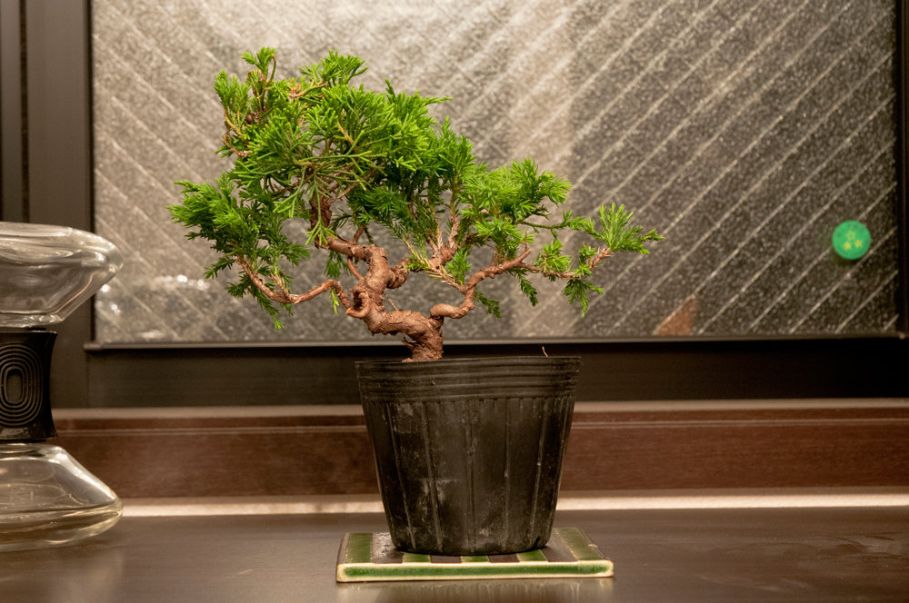 真柏の肥料を乗せ換え – GATE B