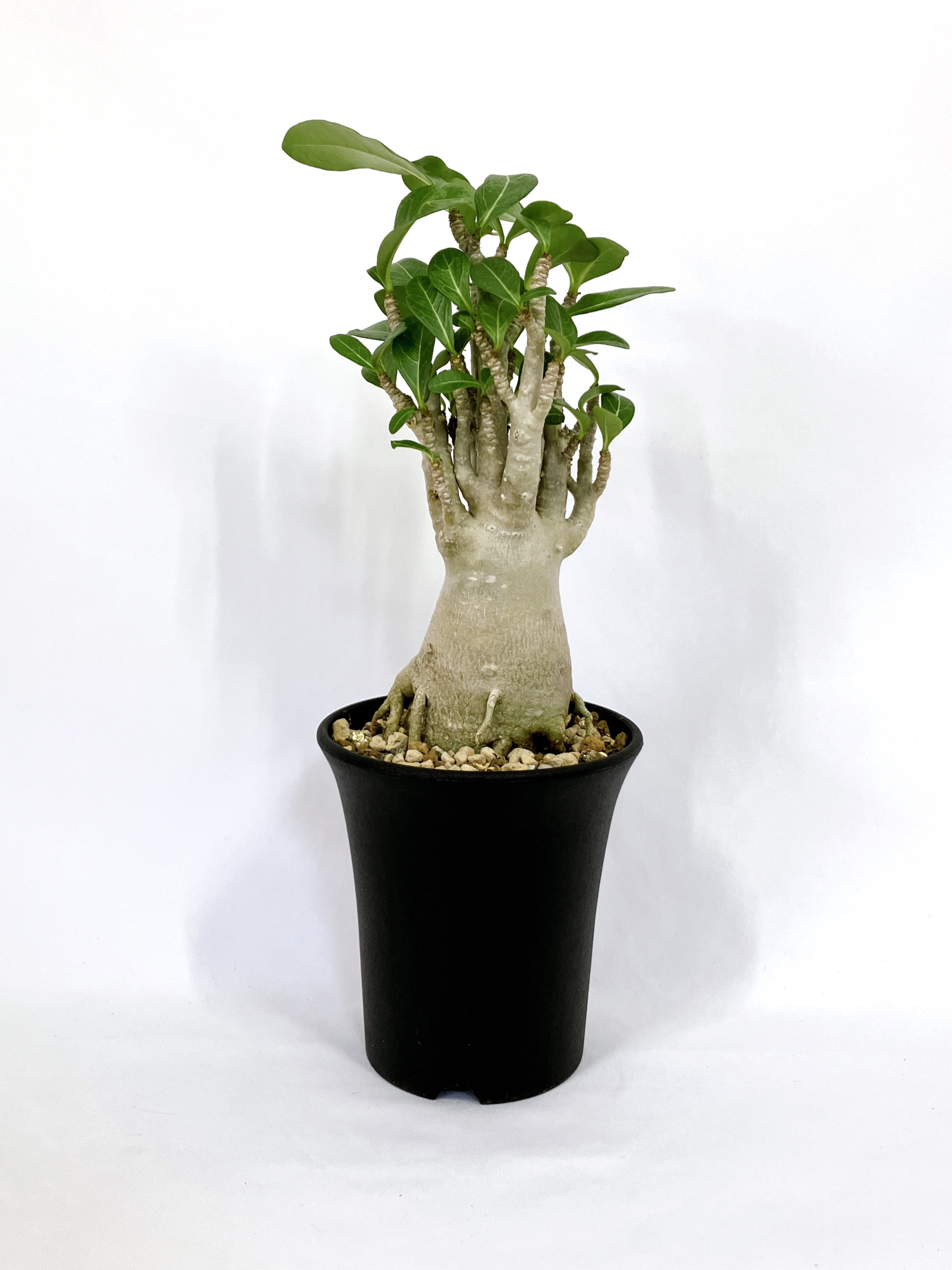 極美タコ足/超極太/塊根植物】アデニウム タイソコトラナム タコ足