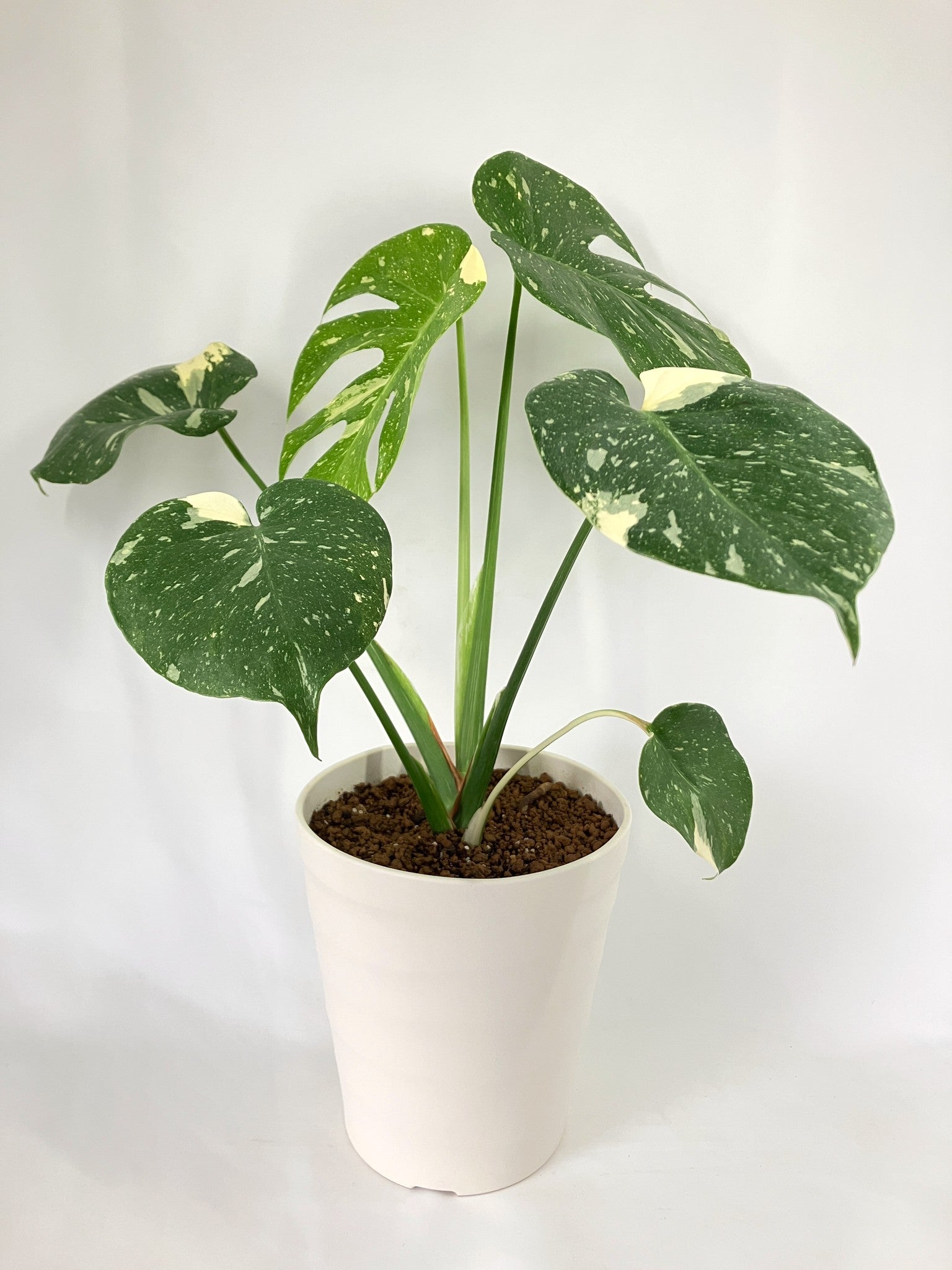 モ*～様 12モンステラ タイコンステレーション スターライト モ*～様