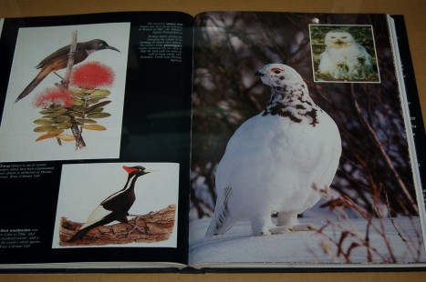動植物関連書籍 ＞ 鳥類 ＞ 地域別の鳥図鑑 ＞ 世界の鳥