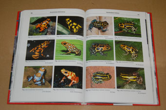 動植物関連書籍 ＞ 両生類 ＞ カエル ＞ ヤドクガエルの繁殖図鑑