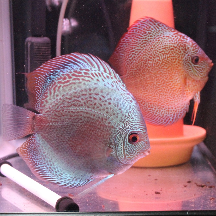 ディスカス専門店 B-Collection (ビーコレクション) - 熱帯魚