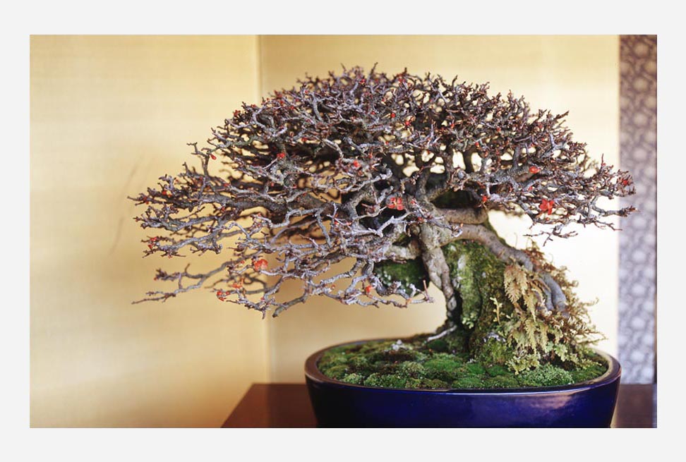 盆栽宇宙 - Shigeru Masuda